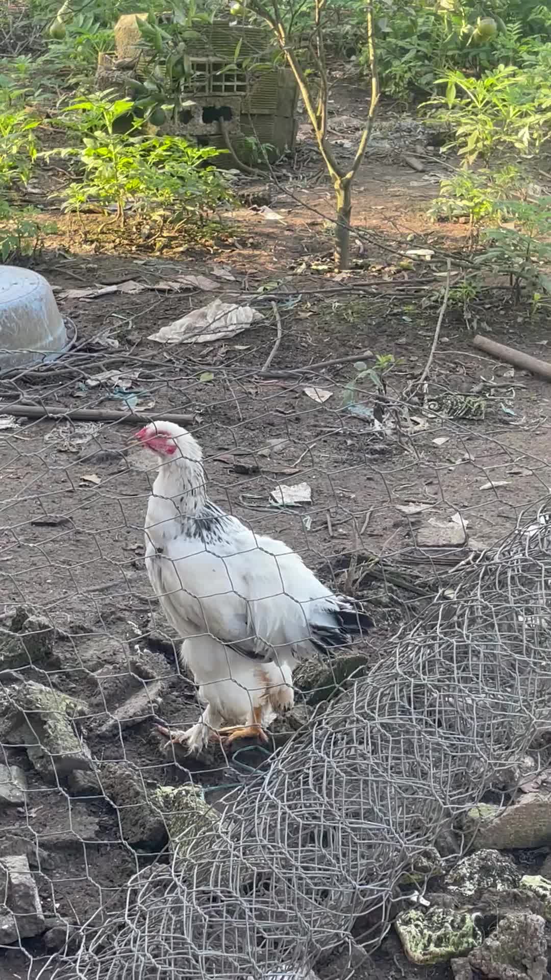 برهما|حیوانات مزرعه|لنگرود, |دیوار