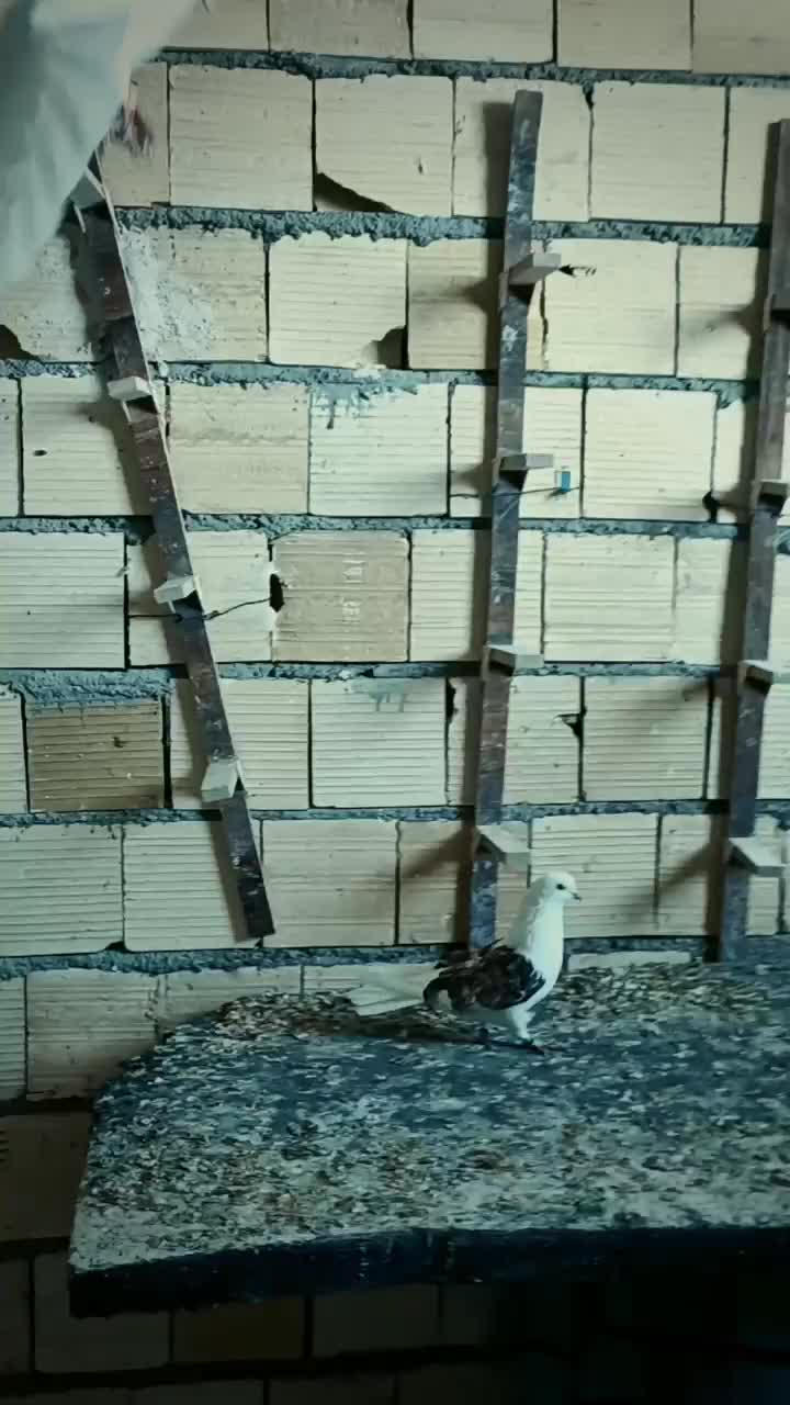 پشت سرور و کله سرخ و کرم نر|پرنده|شیراز, شهرک گلها|دیوار