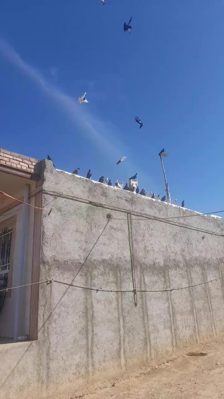 کبوتر|پرنده|کشاورز, |دیوار