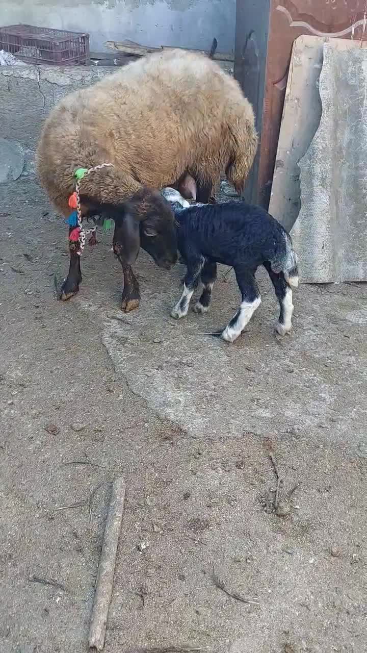 گوسفند خوب و عالی|حیوانات مزرعه|خان ببین, |دیوار