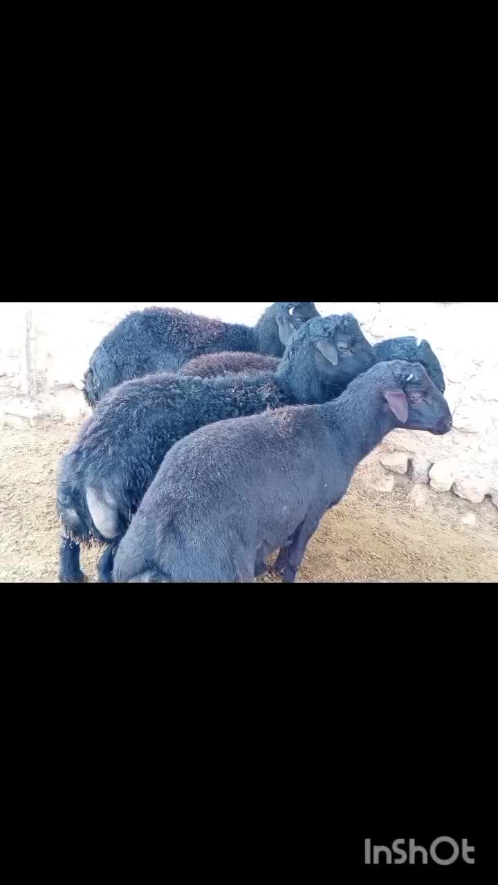 قوچ قره قزل|حیوانات مزرعه|ماهنشان, |دیوار