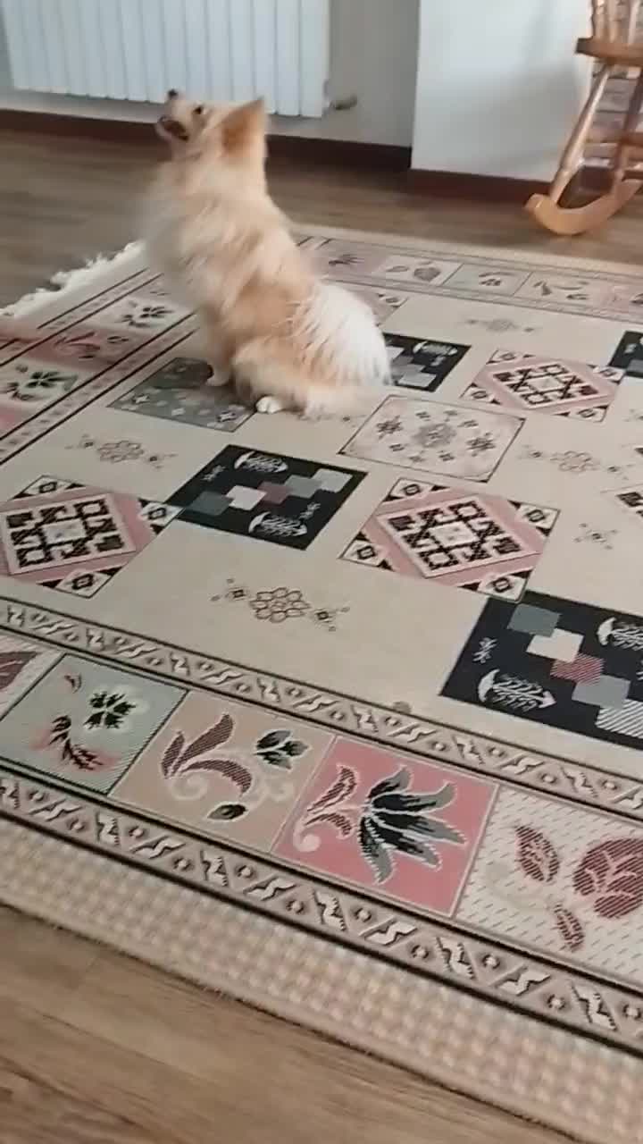 پامر روباهی یک ساله تربیت شده|سگ|شاهینشهر, مسکن مهر|دیوار