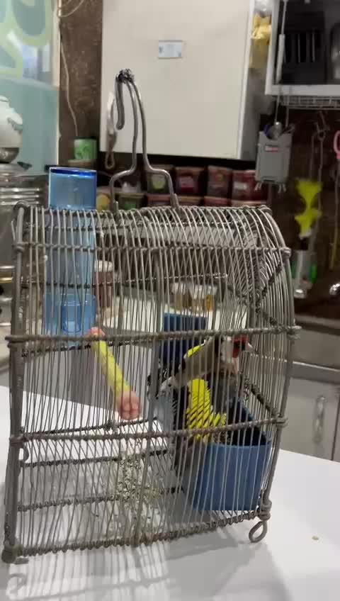 سهره وحش امسال نشون دار|پرنده|اندیمشک, |دیوار