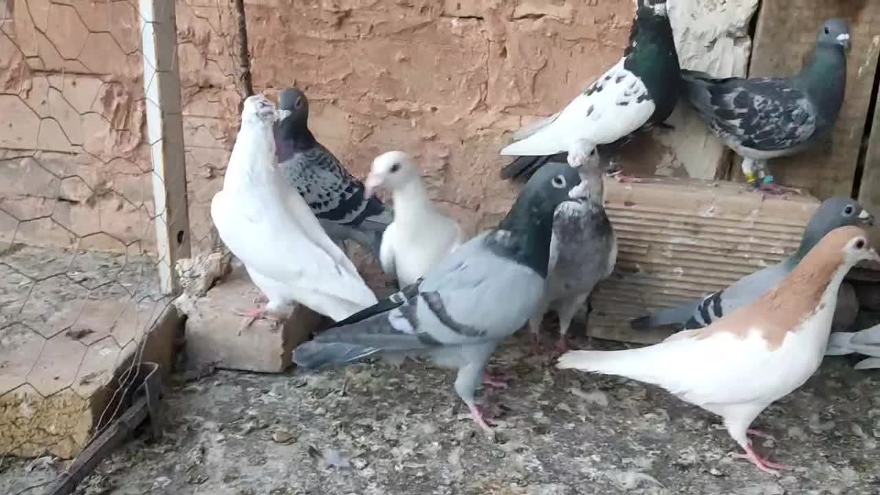 فروش پرشی،جغتای|پرنده|جغتای, |دیوار