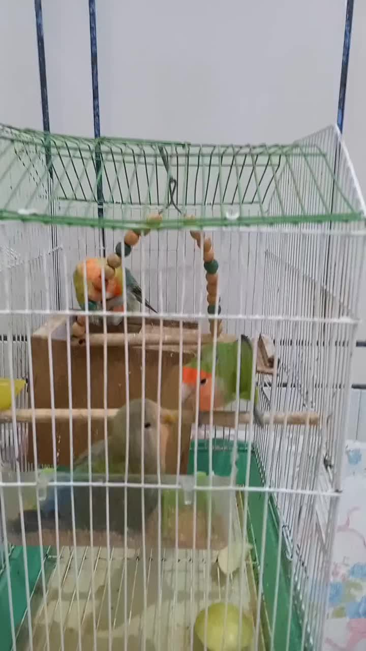 فروش ۶ عددطوطی برزیلی زرنگ همراه قفس وآبخوری|پرنده|داران, |دیوار