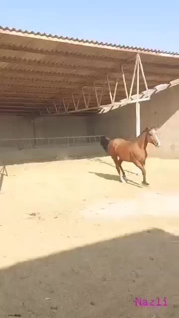 اسب عرب|اسب و تجهیزات اسب‌سواری|تهران, شهرک صدرا|دیوار