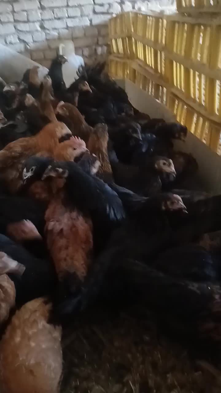 جوجه رسمی|حیوانات مزرعه|یزد, |دیوار