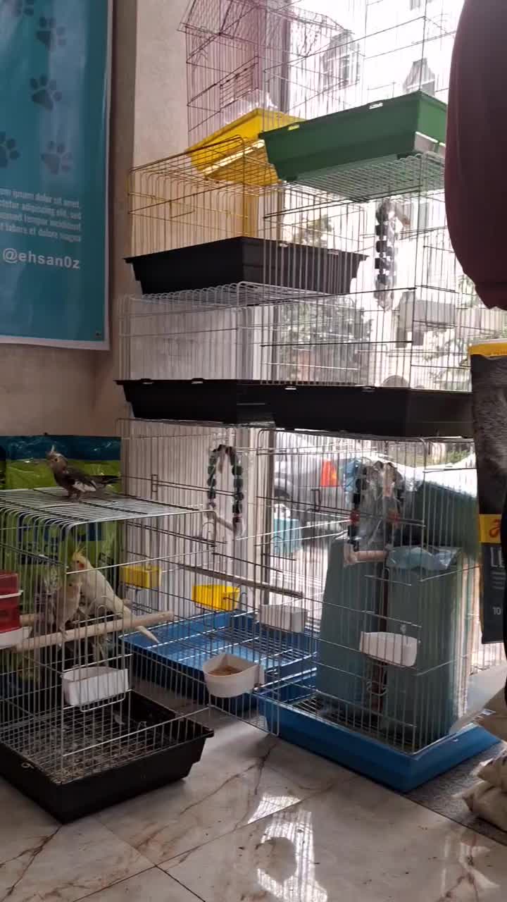 جوجه های عروس هلندی رام و دستی چلوندنی 2 ماهه|پرنده|تهران, تهرانپارس شرقی|دیوار