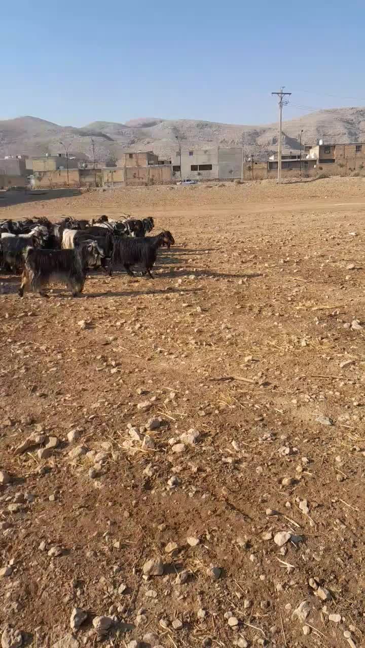 بز داشتی|حیوانات مزرعه|ایذه, |دیوار