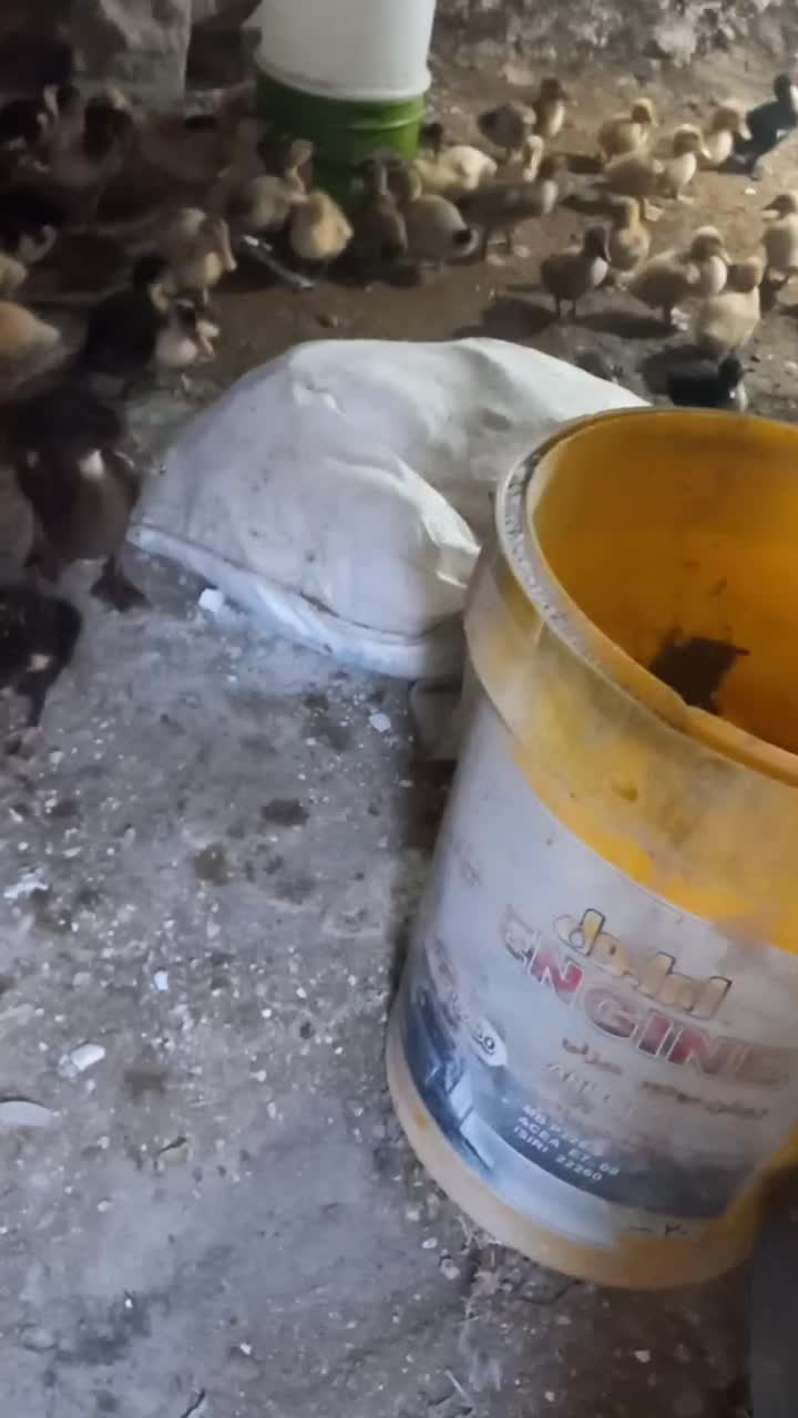 تخفیف ویژه اردک و جوجه محلی|حیوانات مزرعه|برازجان, |دیوار