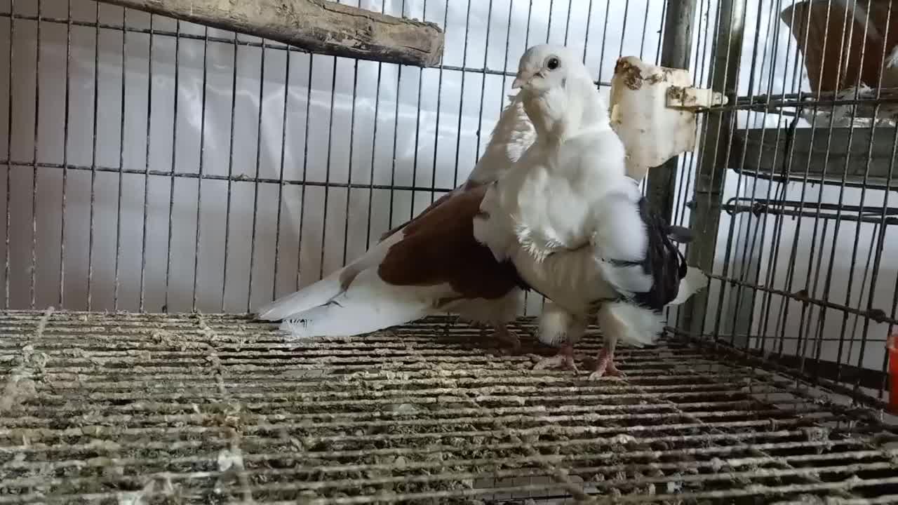 کبوتر زینتی چاینیز|پرنده|تهران, اکباتان|دیوار