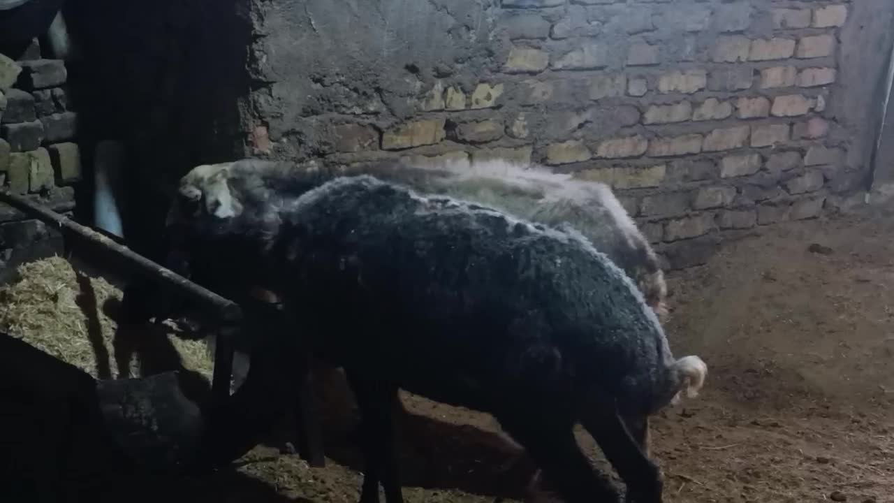 2راس گوسفند جوان گوشتی|حیوانات مزرعه|فردیس, سرحد آباد|دیوار