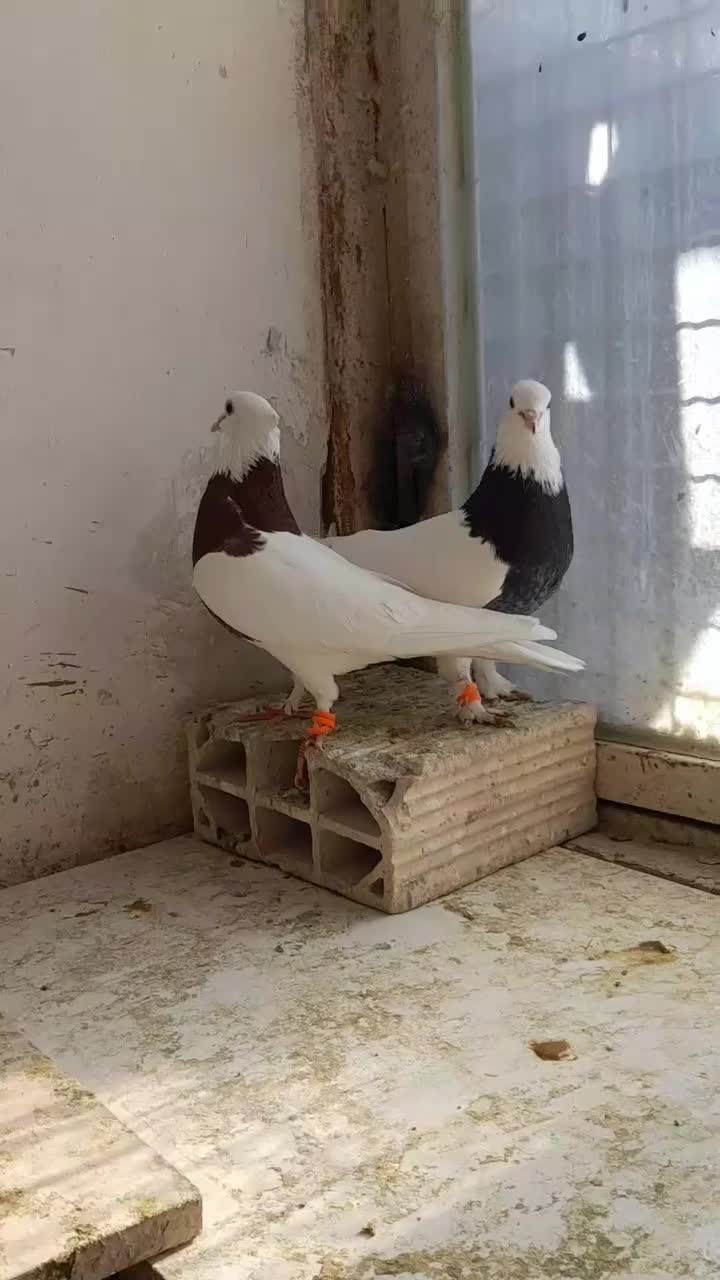 کبوتر طوقی جفتگاه با جوجه ۳ جفت|پرنده|مشهد, رده|دیوار