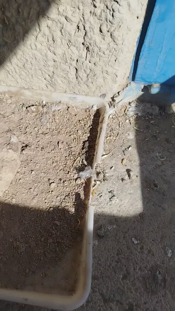 ماده خرقه جفتی کار دمگیر بدرنگ|پرنده|خمینی‌شهر, |دیوار