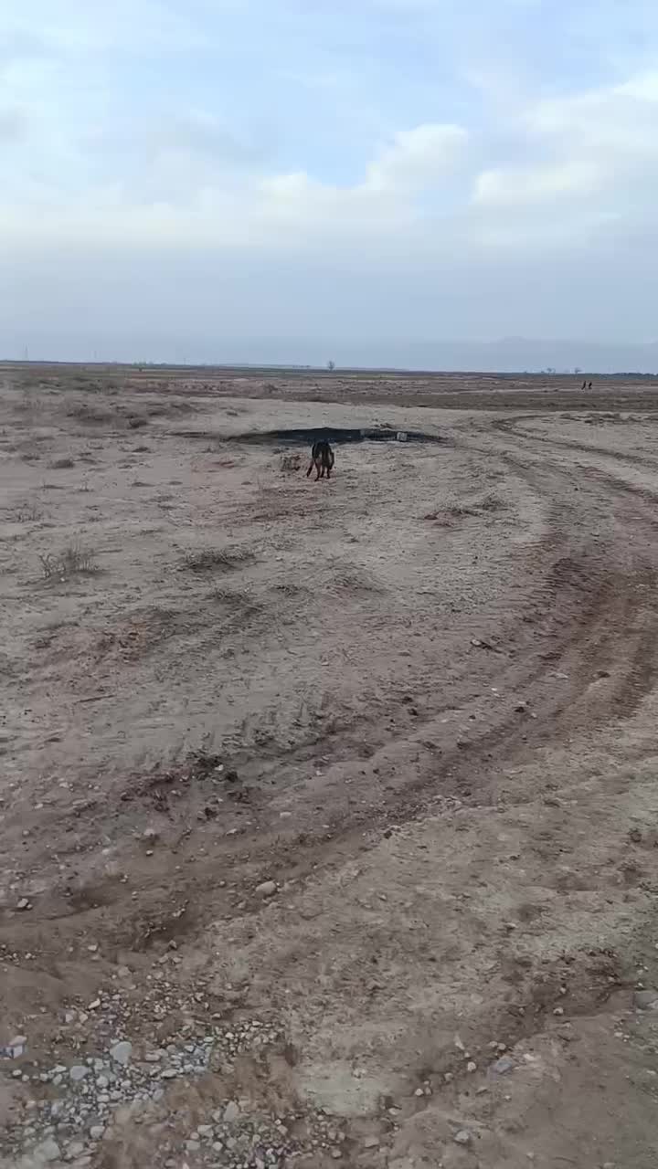 سگ ژرمن|سگ|اسفراین, |دیوار