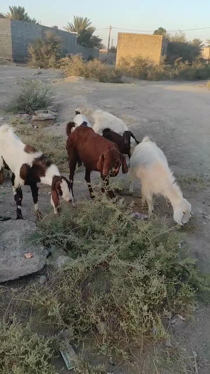 فروش سه عدد بز داشتی آبستن|حیوانات مزرعه|کهنوج, |دیوار