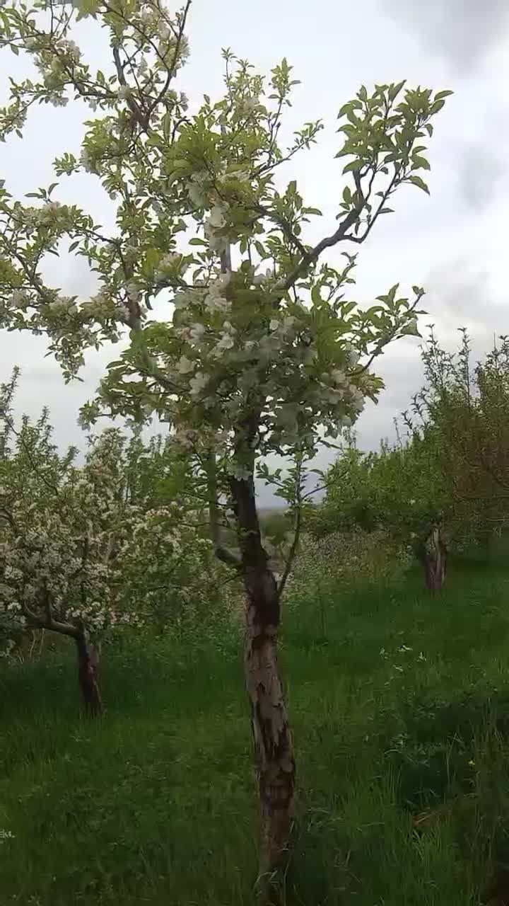 علف چینی|خدمات باغبانی و درختکاری|مراغه, |دیوار
