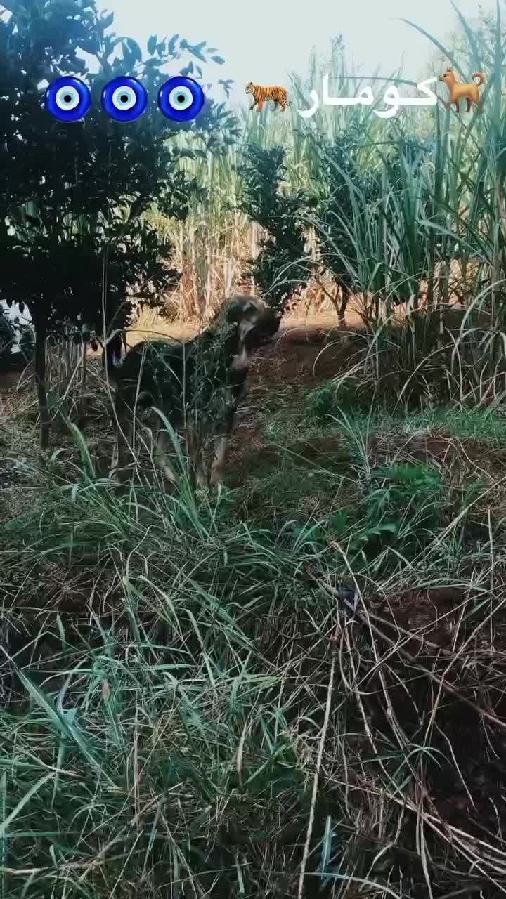 سگ کته پژدر|سگ|قائمشهر, |دیوار