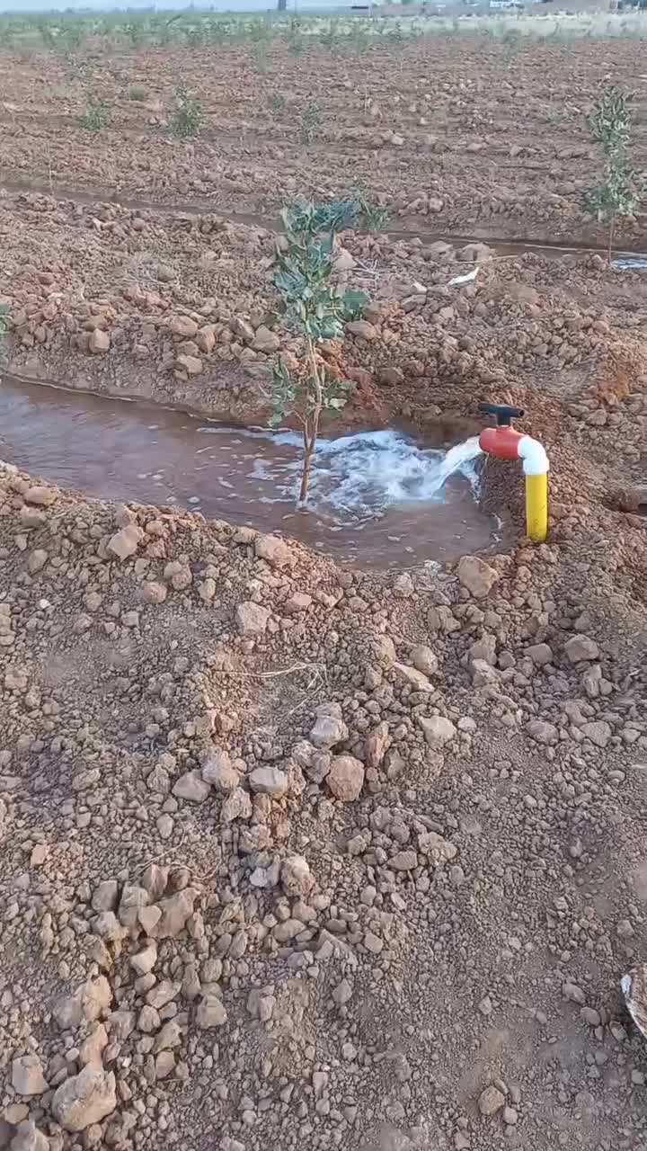 باغ پسته 5 هزار متری واقع در دولت آباد سروستان|فروش زمین و ملک کلنگی|سروستان, |دیوار