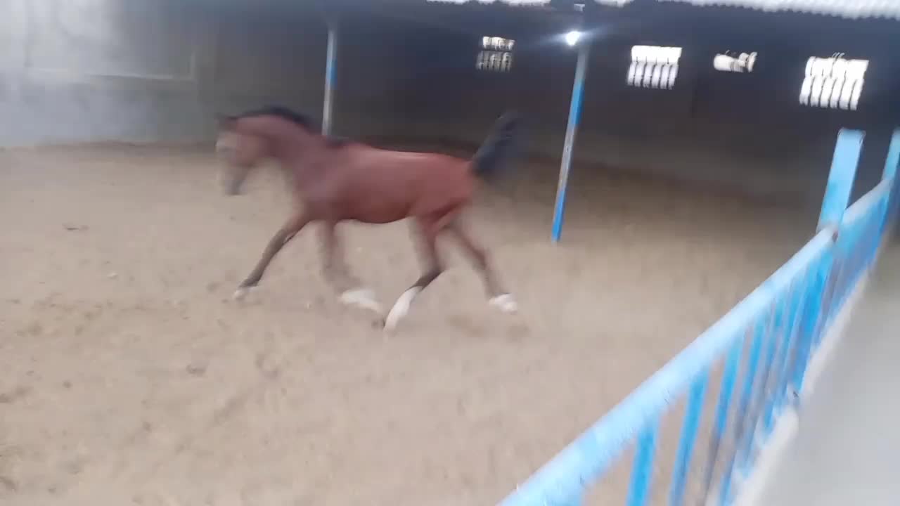 کره  اسب نریون. قیمت توافقی|اسب و تجهیزات اسب‌سواری|فلاورجان, |دیوار