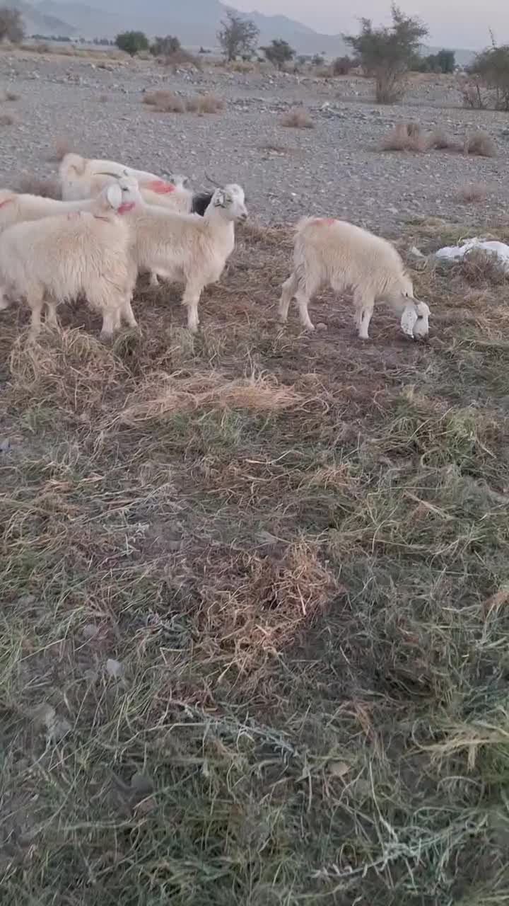 کهره|حیوانات مزرعه|جیرفت, |دیوار