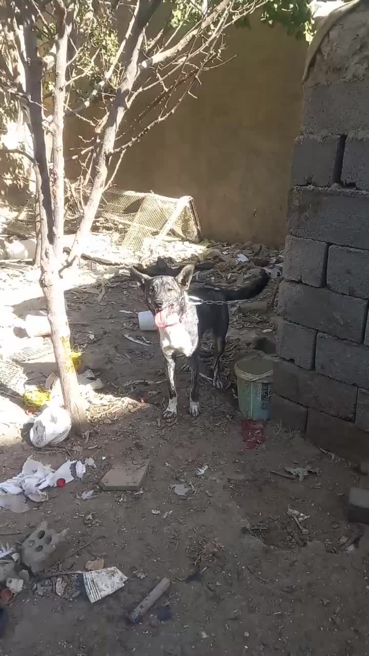 سگ زبر و زرنگ گوش تیز|سگ|چناران, |دیوار