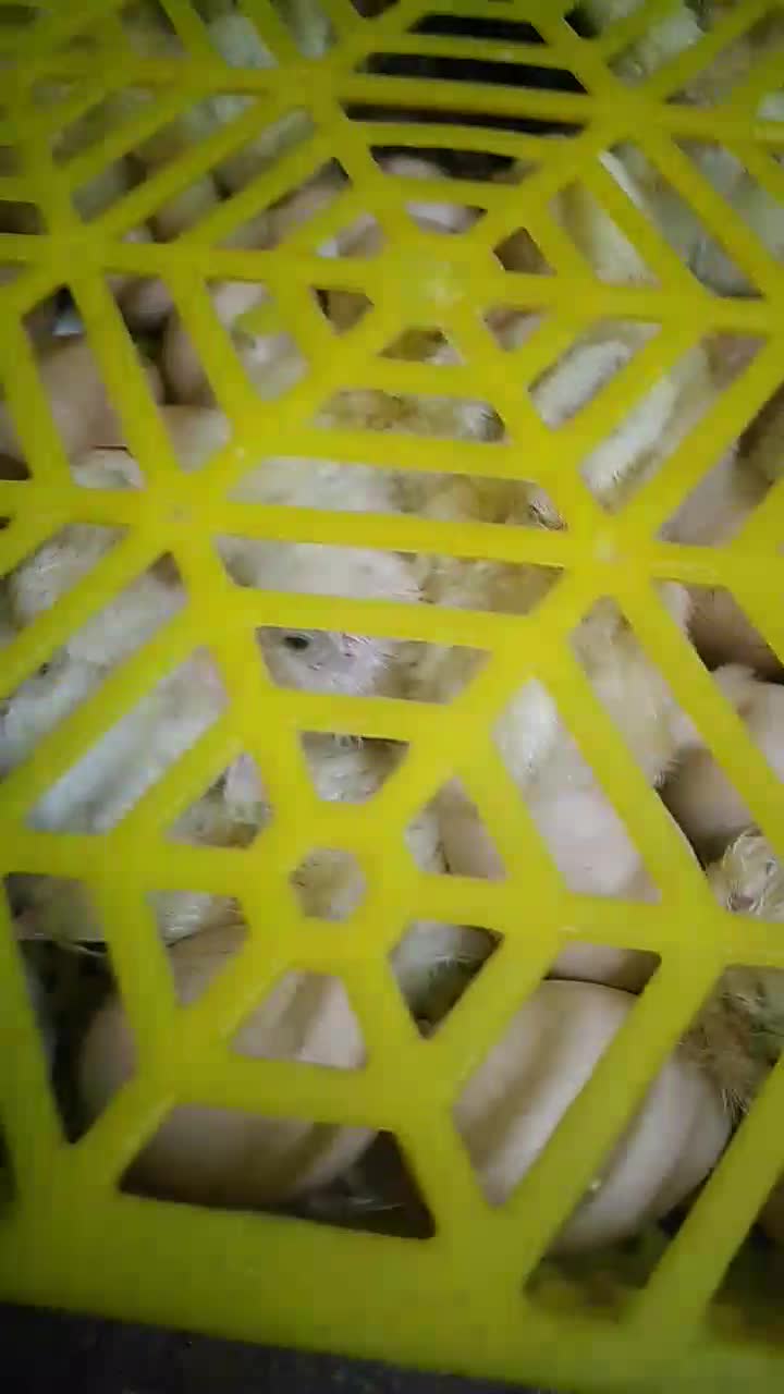 جوجه برهما لایت بلولایت و بوف|حیوانات مزرعه|بابل, |دیوار