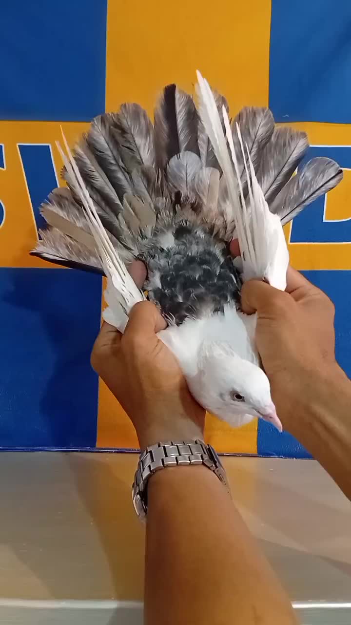 دمبی سرور کبوتر حیدری خوزستان|پرنده|تهران, هاشمی|دیوار