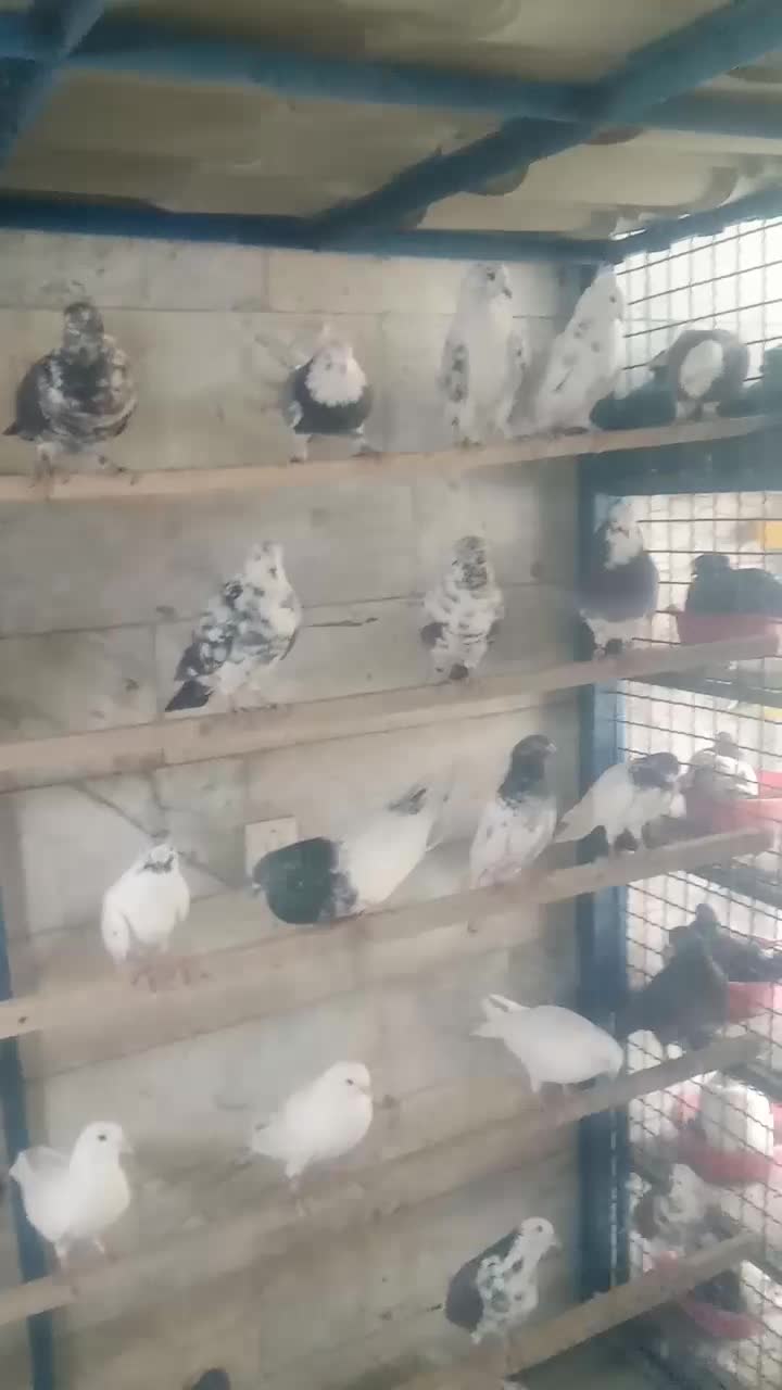 ۷۰ طوق کبوتر پرشی.پرنده سرای ملارد|پرنده|ملارد, |دیوار