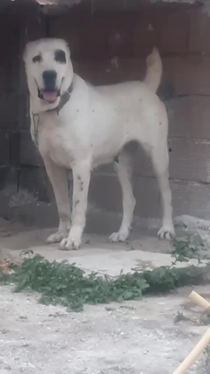 سگ ماده الابای|سگ|تهران, تهرانپارس جنوبی|دیوار