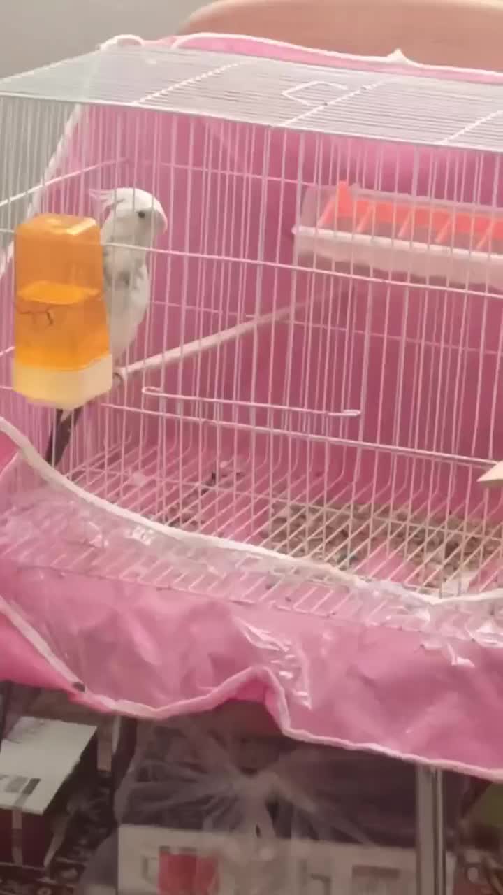 دوعدد عروس هلندی نرسخنگو|پرنده|فردوس (خراسان), |دیوار