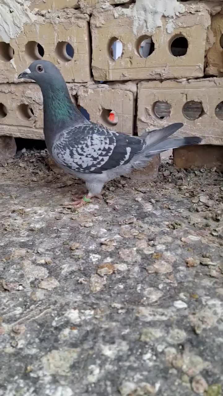 کبوتر|پرنده|شاندیز, |دیوار