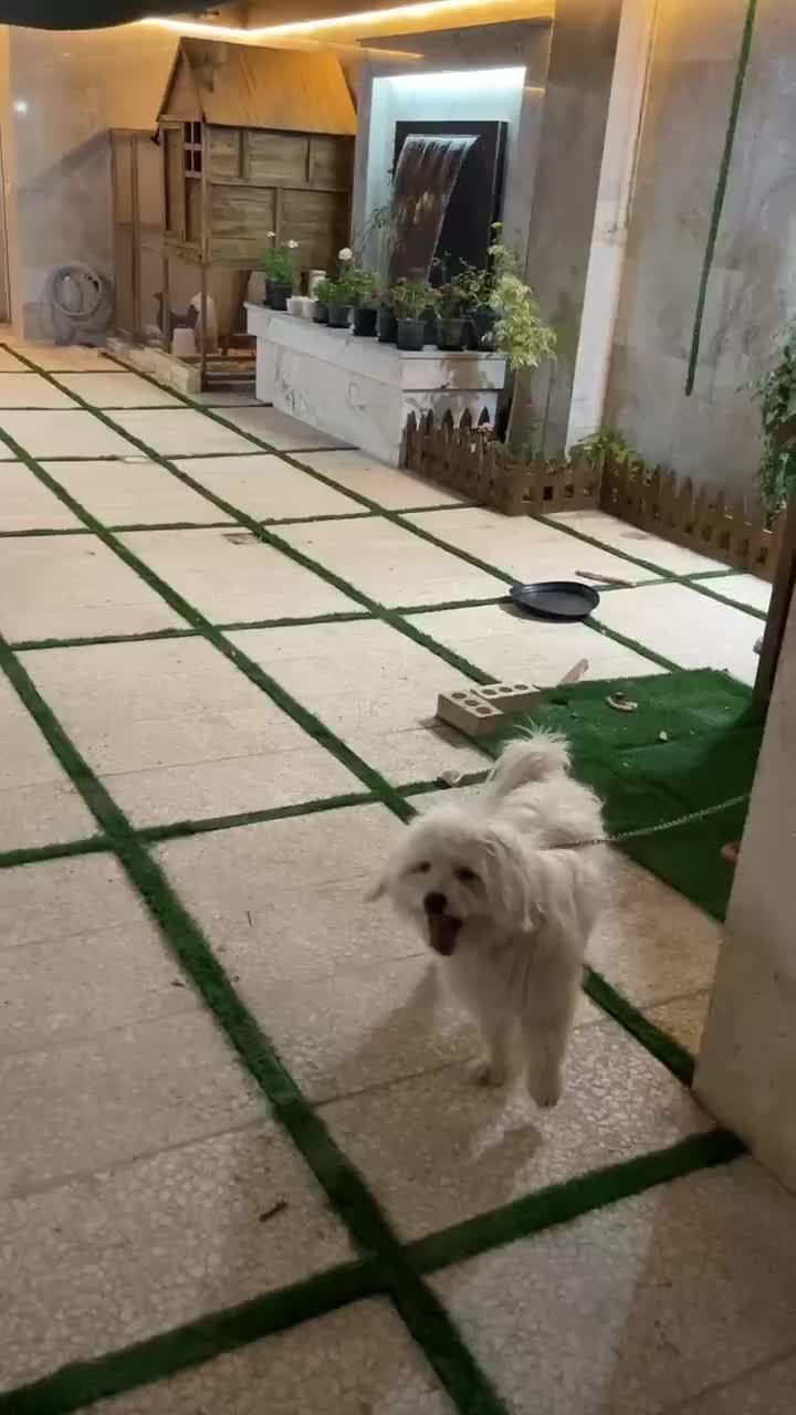 سگ مفقود شده گم شده|حیوانات|فریمان, |دیوار