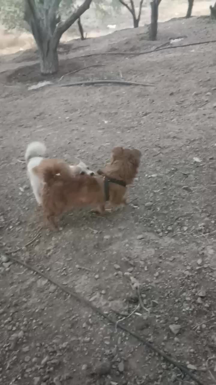 پاکوتاه نرو ماده|حیوانات|زنجان, |دیوار