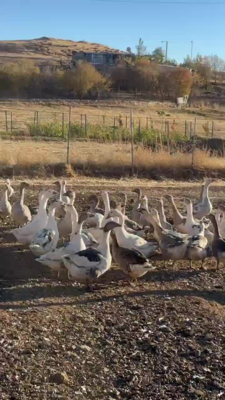 غاز و قو غاز درشت|حیوانات مزرعه|پاوه, |دیوار