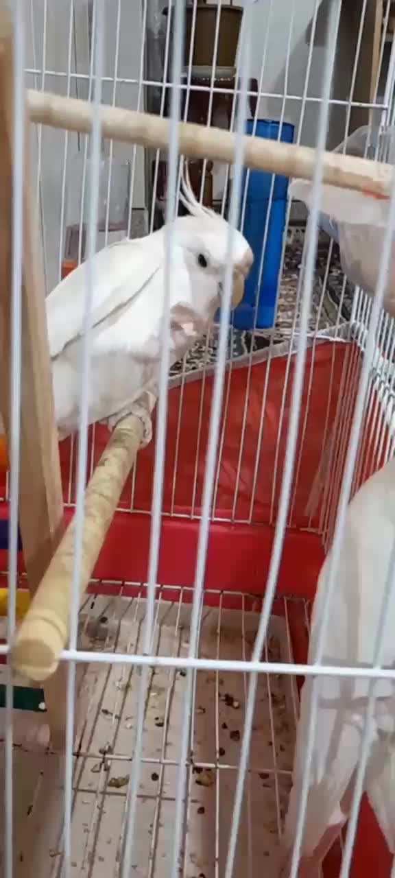 عروس‌هلندی|پرنده|مینودشت, |دیوار