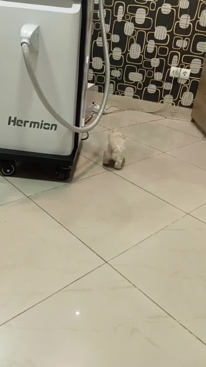 سگ  تریر|سگ|تبریز, |دیوار