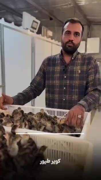 جوجه بوقلمون|حیوانات مزرعه|تهران, هلال احمر|دیوار