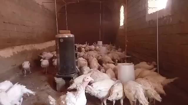 ۱۰۰عدد بوقلمون سنگین وزن (بیوتی6)|حیوانات مزرعه|سقز, |دیوار