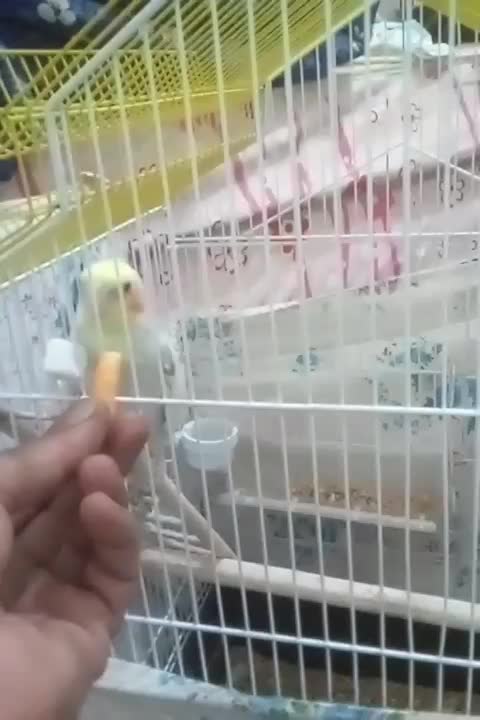 عروس هلندی نر|پرنده|مبارکه, |دیوار