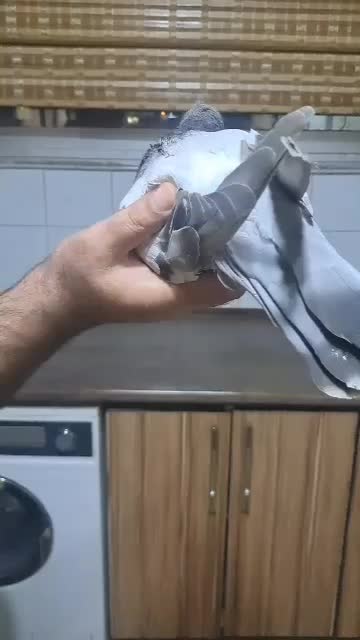 کبوتراصفهانی|پرنده|اصفهان, امیرعرب|دیوار