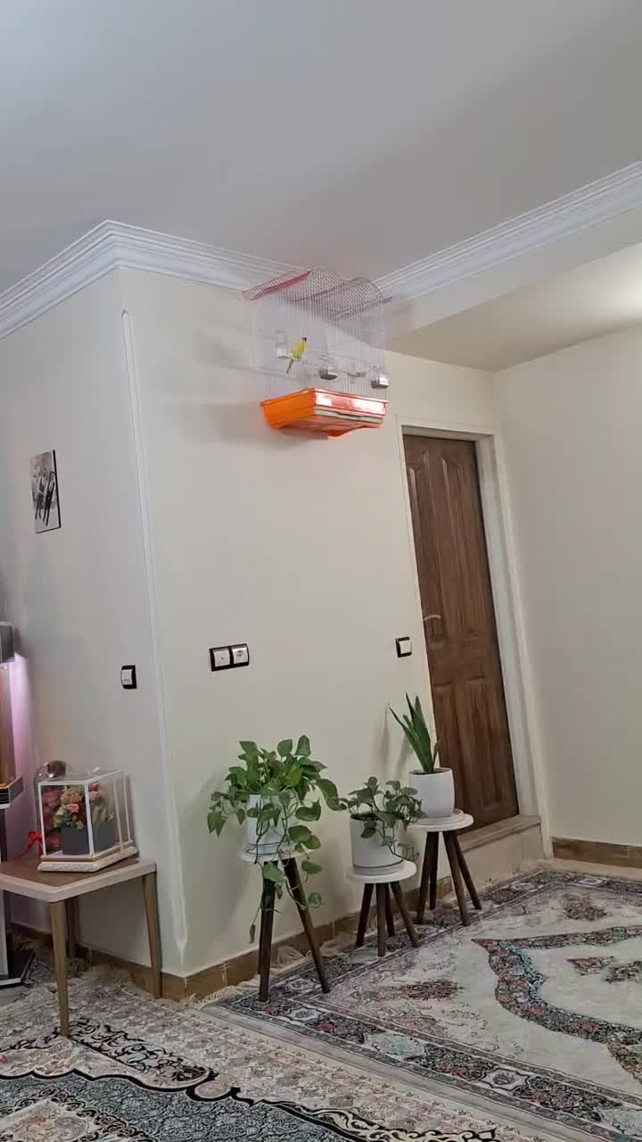 قناری کاملاً سالم|پرنده|تهران, مولوی|دیوار