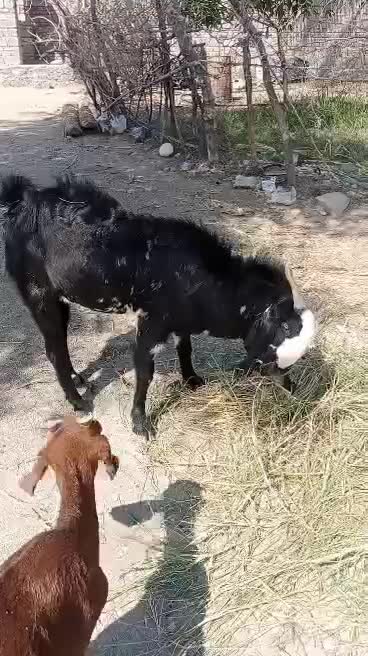 فروش تروشت|حیوانات مزرعه|نیک شهر, |دیوار