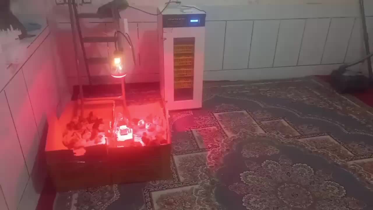 دستگاه اسـتاندار() یکســال گارانــتی/جوجه کشی|لوازم جانبی حیوانات|رباطکریم, رباطکریم|دیوار