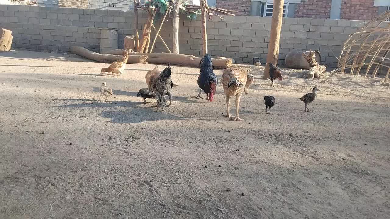 مرغ محلی وخروس محلی|حیوانات مزرعه|رودبار (کرمان), |دیوار