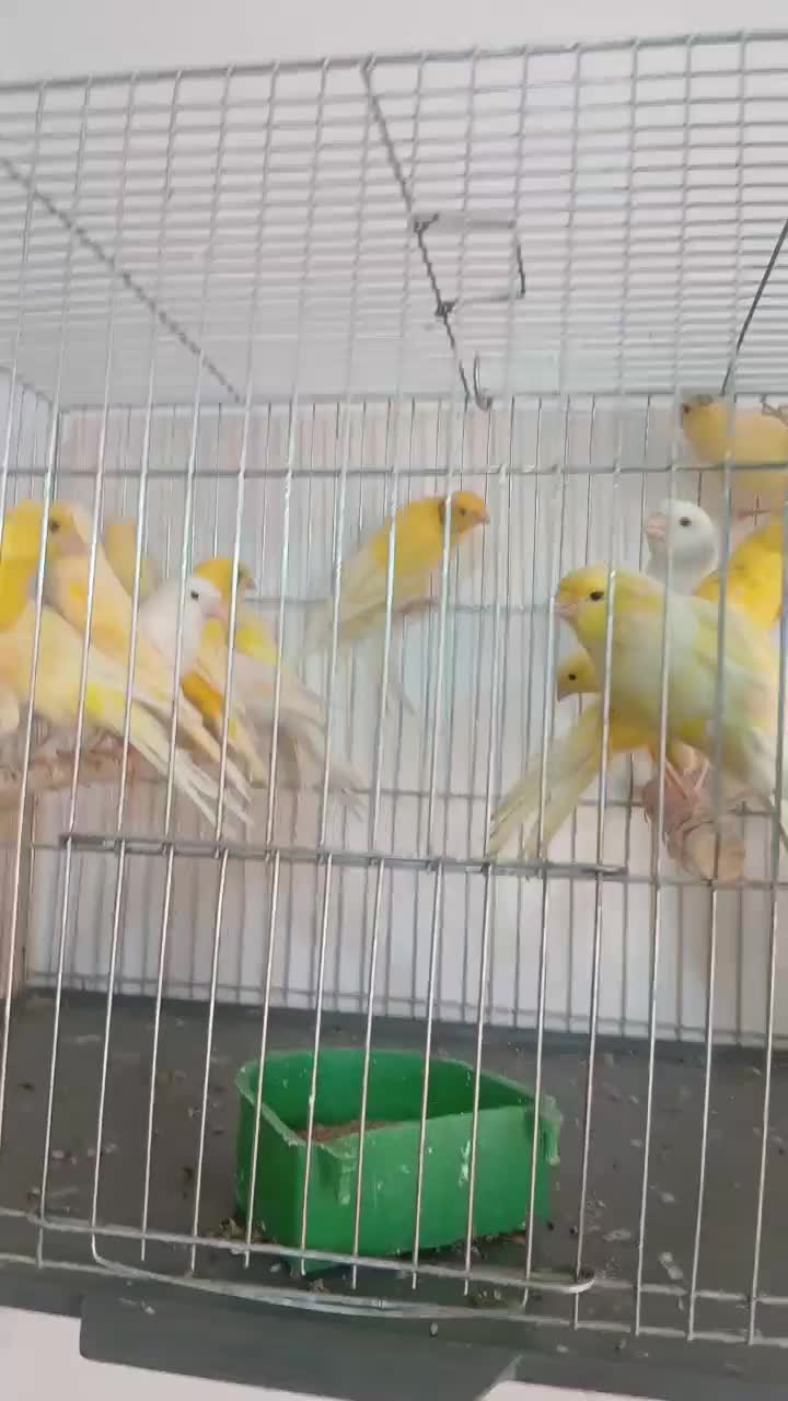 قناری سوپروموزاییگی|پرنده|قم, زند آباد|دیوار