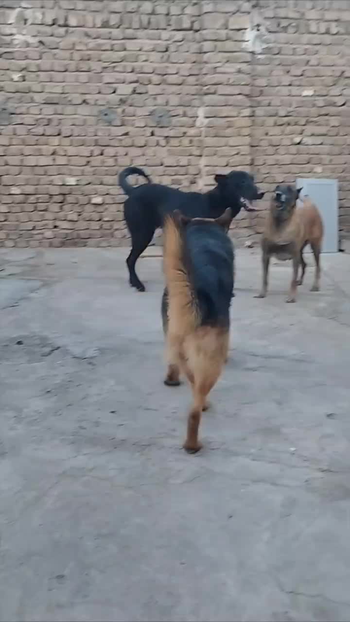 واگذاری توله ژرمن و مالینویز|سگ|بوئین زهرا, |دیوار