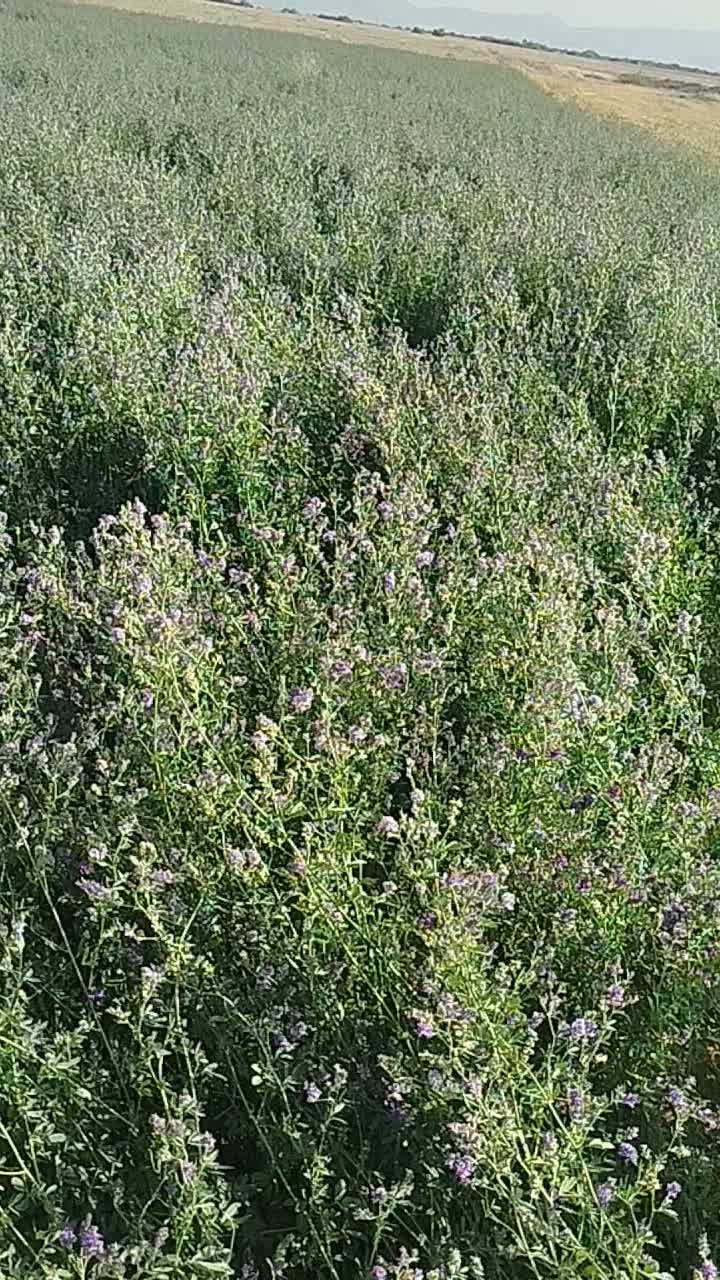 بذر یونجه امریکایی|خدمات باغبانی و درختکاری|شوشتر, |دیوار