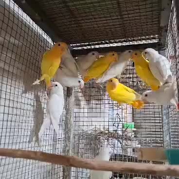 فروش طوطی برزیلی اوپال کله نارنجی|پرنده|شیراز, لاله|دیوار