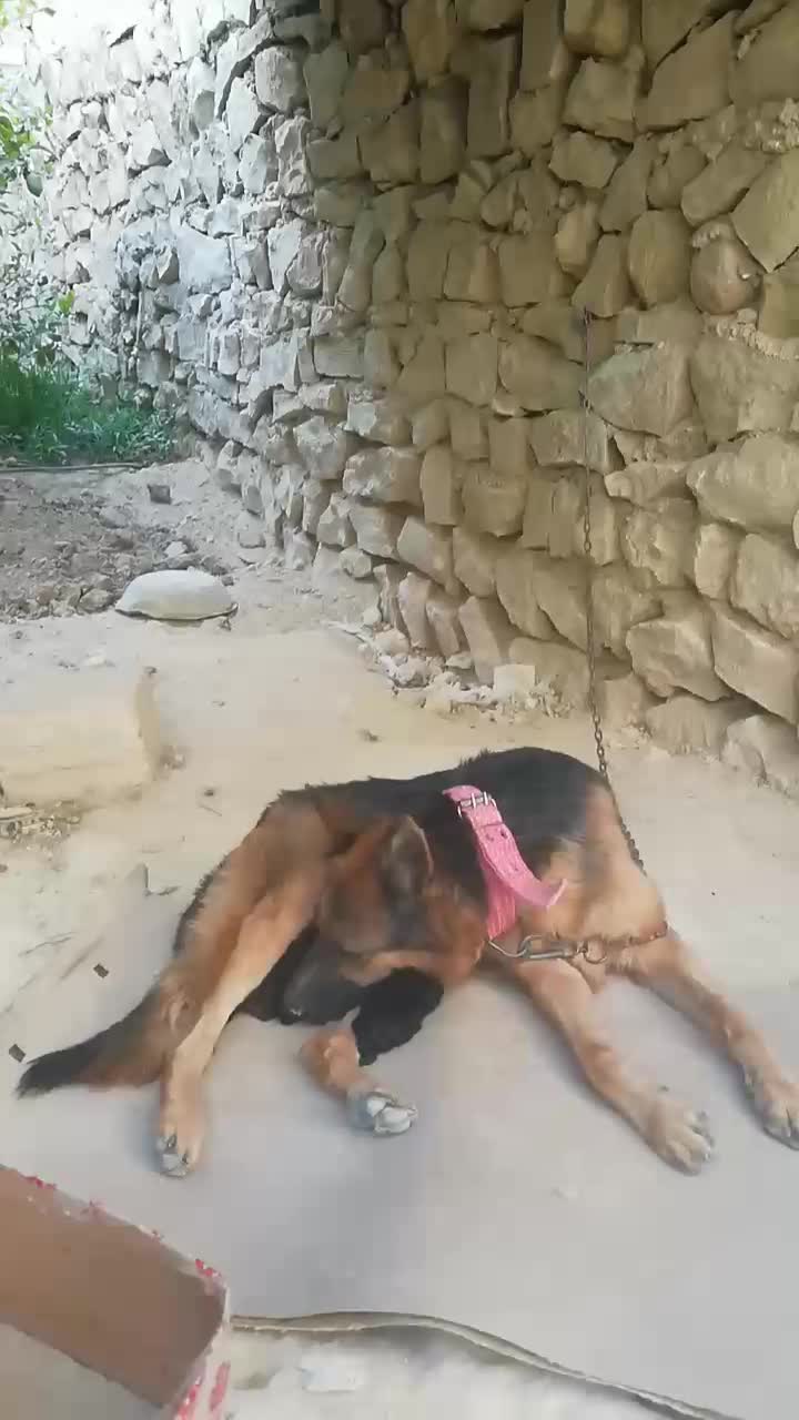 واگذاری ماده ژرمن|سگ|جهرم, |دیوار